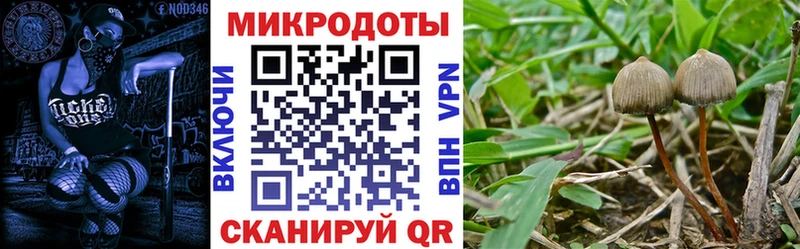 купить наркоту  Димитровград  Псилоцибиновые грибы Psilocybe 
